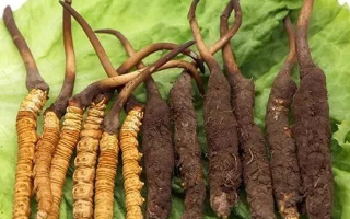 真空鎖鮮：新鮮冬蟲夏草的科學(xué)保存方法