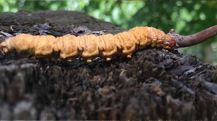 冬蟲夏草泡酒時(shí)長(zhǎng)指南：靜待藥效沉淀的科學(xué)