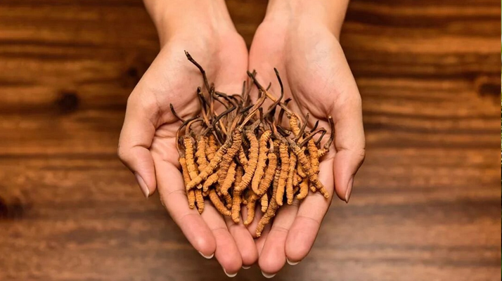 冬蟲夏草最佳搭配指南:科學(xué)配伍發(fā)揮滋補(bǔ)效能