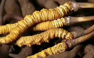 鮮享自然饋贈(zèng)：種植鮮冬蟲夏草的科學(xué)食用指南