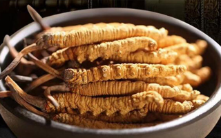 冬蟲夏草燉湯會上火嗎？科學(xué)解析滋補(bǔ)與上火的平衡之道