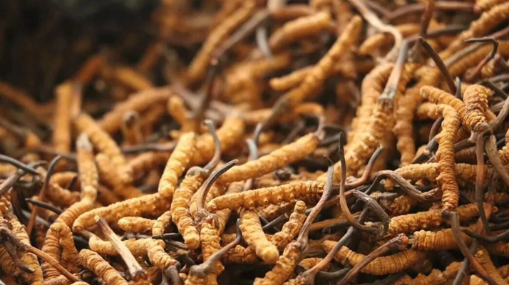 冬蟲(chóng)夏草采收時(shí)節(jié)：高原珍品的黃金收獲期