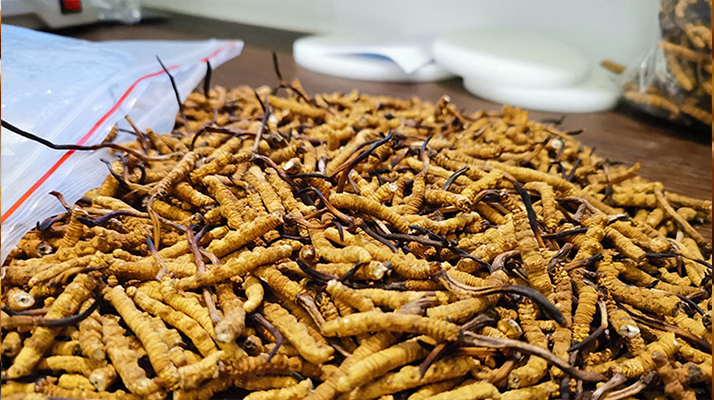 冬蟲夏草長(zhǎng)大是什么樣