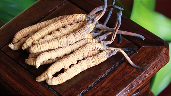 冬蟲(chóng)夏草干嚼效果好嗎