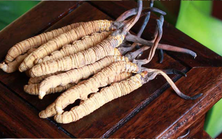 冬蟲(chóng)夏草干嚼效果好嗎