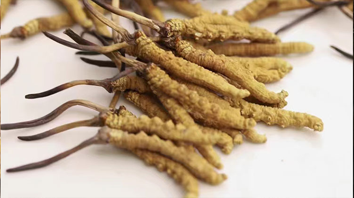 賣(mài)冬蟲(chóng)夏草的地方哪里有？全面解析購(gòu)買(mǎi)渠道與選購(gòu)策略