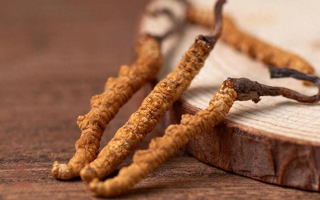 吃冬蟲夏草的好處有哪些？科學(xué)解讀這株"雪山黃金"的養(yǎng)生價(jià)值