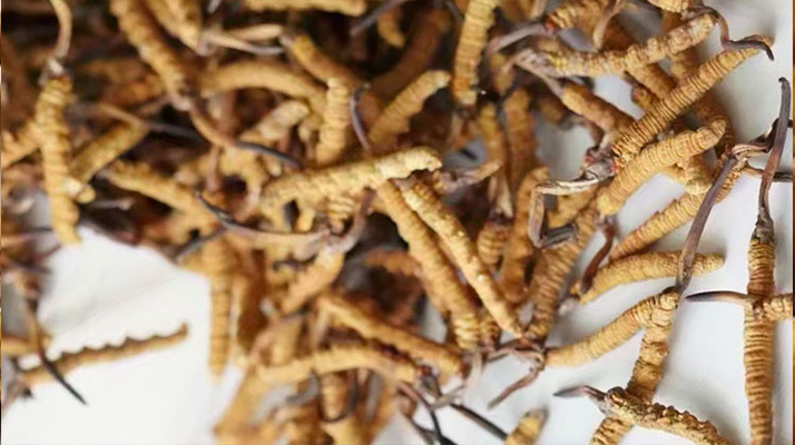 冬蟲夏草產(chǎn)地怎樣分布的