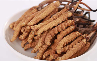 冬蟲(chóng)夏草如何區(qū)別好壞