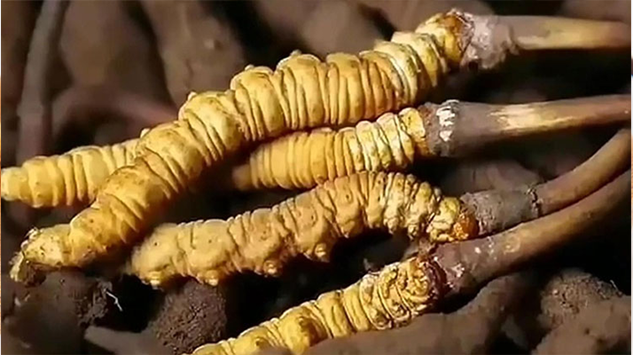 <a href=http://m.gdyuntian.com/ target=_blank class=infotextkey><a href=http://m.gdyuntian.com/s/nqcc/ target=_blank class=infotextkey>那曲蟲(chóng)草</a></a>展銷(xiāo)會(huì)暨巴青采集體驗(yàn)活動(dòng)啟幕