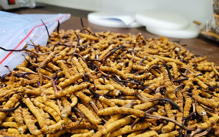 為什么有些冬蟲夏草便宜