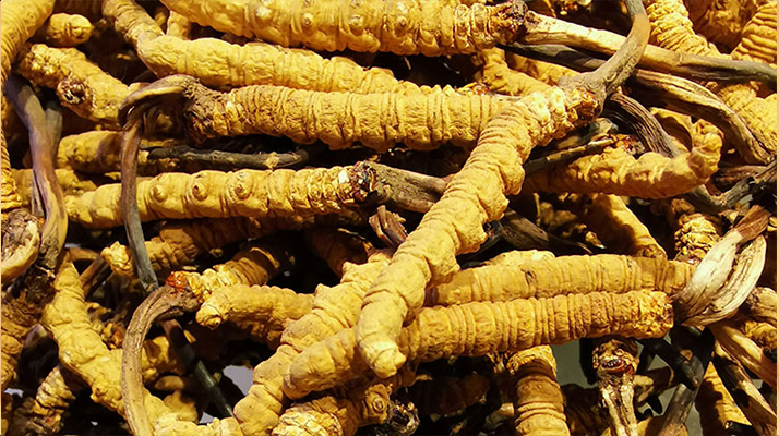 冬蟲(chóng)夏草鮮草和干草哪個(gè)好