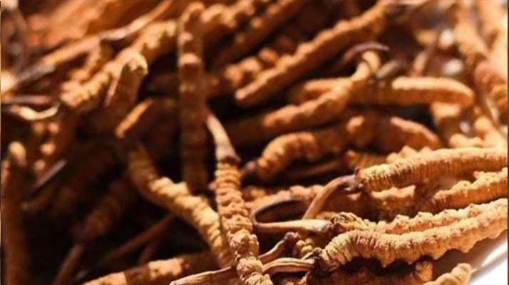 冬蟲(chóng)夏草好采嗎多少一斤