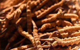 冬蟲(chóng)夏草好采嗎多少一斤