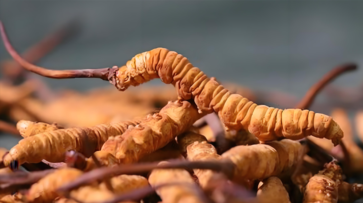 老人如何服用冬蟲夏草