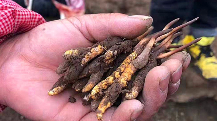 那曲冬蟲夏草新鮮采摘