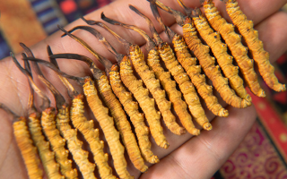 冬蟲(chóng)夏草孕婦如何使用