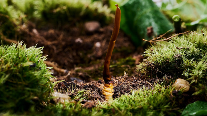 正宗那曲<a href=http://m.gdyuntian.com/xinxian/ target=_blank class=infotextkey>新<a href=http://m.gdyuntian.com/xinxian/ target=_blank class=infotextkey>鮮冬蟲(chóng)夏草價(jià)格</a></a>