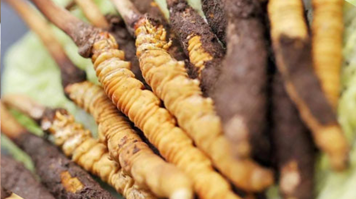 挖出來(lái)冬蟲(chóng)夏草怎么保存