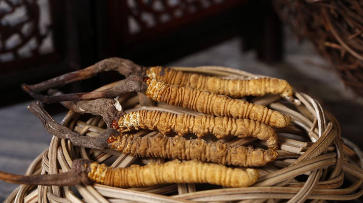 新鮮<a href=http://m.gdyuntian.com/jiage/ target=_blank class=infotextkey>冬蟲夏草的價格</a>一根