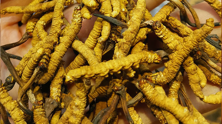 冬蟲(chóng)夏草吃多久有效果