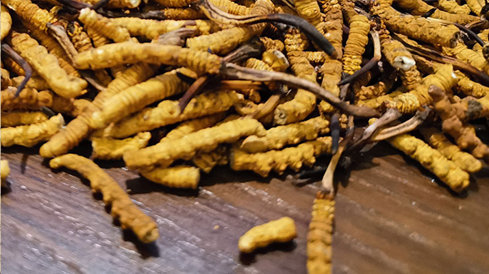 這些人需謹(jǐn)慎！冬蟲夏草的不適宜人群及健康提示