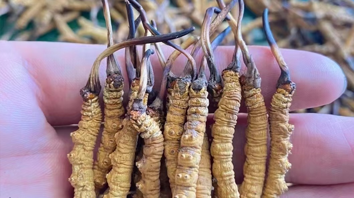 一盒冬蟲夏草多少錢？從規(guī)格到定位的價(jià)格解析