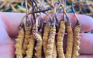 一盒冬蟲夏草多少錢？從規(guī)格到定位的價(jià)格解析