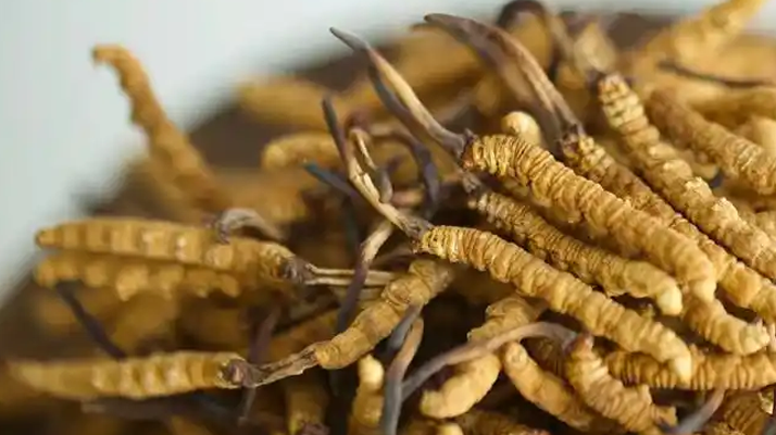 <a href=http://m.gdyuntian.com/ target=_blank class=infotextkey><a href=http://m.gdyuntian.com/s/nqcc/ target=_blank class=infotextkey>那曲冬蟲夏草</a></a>采挖史：歲月沉淀中的高原傳奇