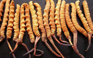 深圳冬蟲(chóng)夏草價(jià)格指南：一克多少錢(qián)？