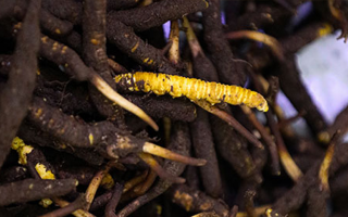 新鮮冬蟲夏草可以冷凍嗎？科學保存指南來了