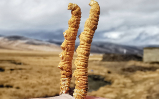 冬蟲夏草干了之后什么樣？從外觀到特性全解析