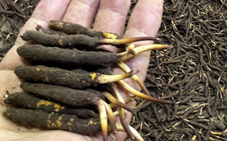 一天一根新鮮冬蟲夏草，這些功效藏不住