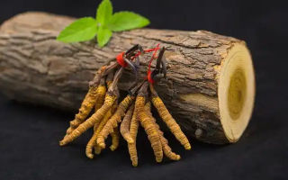 冬蟲夏草一開始長什么樣？從幼蟲到蟲草雛形的生長歷程