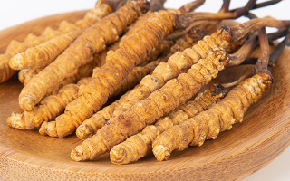 冬蟲夏草，真有那么大效果？