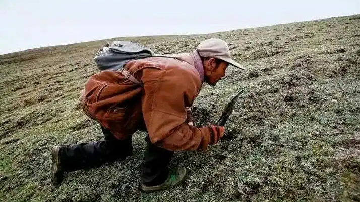 手把手教你辨別冬蟲夏草的產(chǎn)地