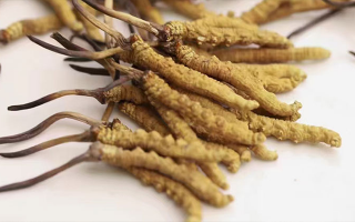 長期吃冬蟲夏草會怎么樣？從益處到注意事項(xiàng)詳解