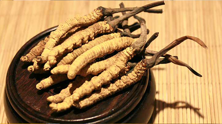 剛挖采的冬蟲夏草怎么辦？科學(xué)處理與儲存指南