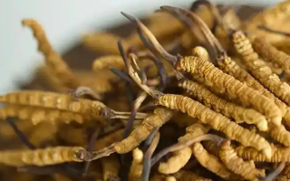 冬蟲夏草輔助調(diào)理病癥的方法：科學(xué)搭配與食用指南