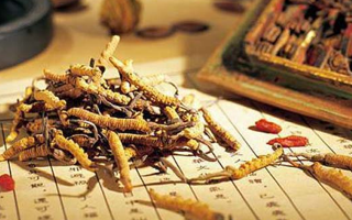 冬蟲夏草要多久才能形成？從蟲到草的時間跨度解析