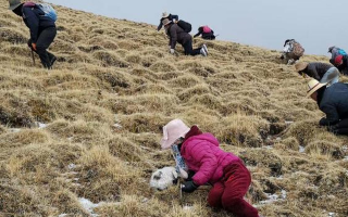 冬蟲夏草采挖看月份！4-7月各產(chǎn)區(qū)差異大，5-6月是“黃金窗口”