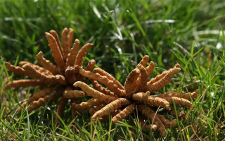 冬蟲夏草值那么多錢嗎？拆解價值與價格的真相