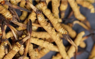 一茶杯水泡幾根冬蟲夏草？這份沖泡指南請收好