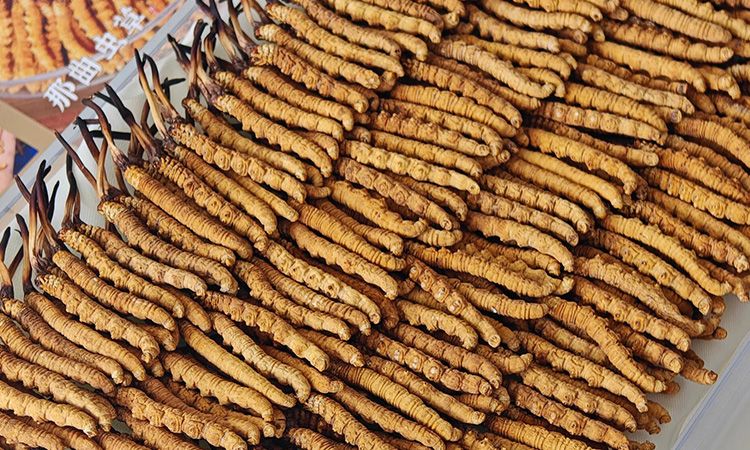 斷的冬蟲夏草：效果是否打折？科學解讀與實用建議