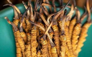 冬蟲夏草有什么作用？這些食用方法要知道