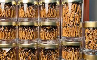 正宗冬蟲夏草能 “治” 哪些??？科學認知其輔助調理作用