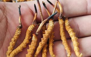 冬蟲夏草頭期凍干蟲草：解鎖滋補(bǔ)新方式，這些優(yōu)勢你該知道