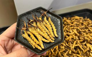 冬蟲夏草可以煲骨頭嗎？當然可以！這樣做營養(yǎng)翻倍