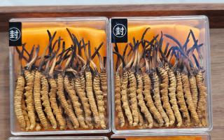 冬蟲(chóng)夏草現(xiàn)在多少錢(qián)一克？2025 年克價(jià)揭秘，差價(jià)達(dá) 5 倍