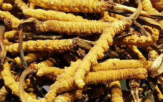 石斛與冬蟲(chóng)夏草哪個(gè)好？從功效到適用場(chǎng)景的全面對(duì)比